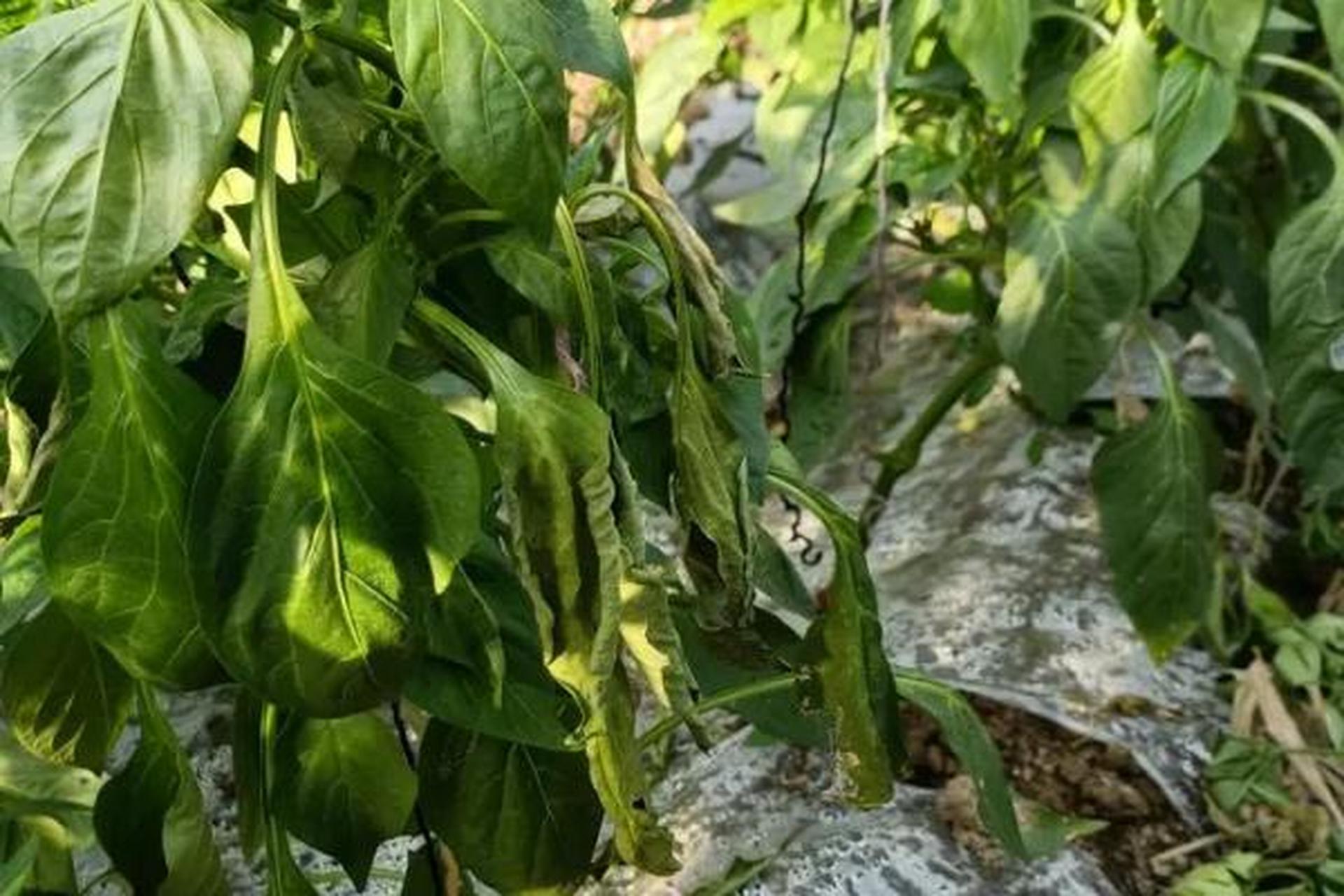 [原文:辣椒疫病怎么防治?首先将.