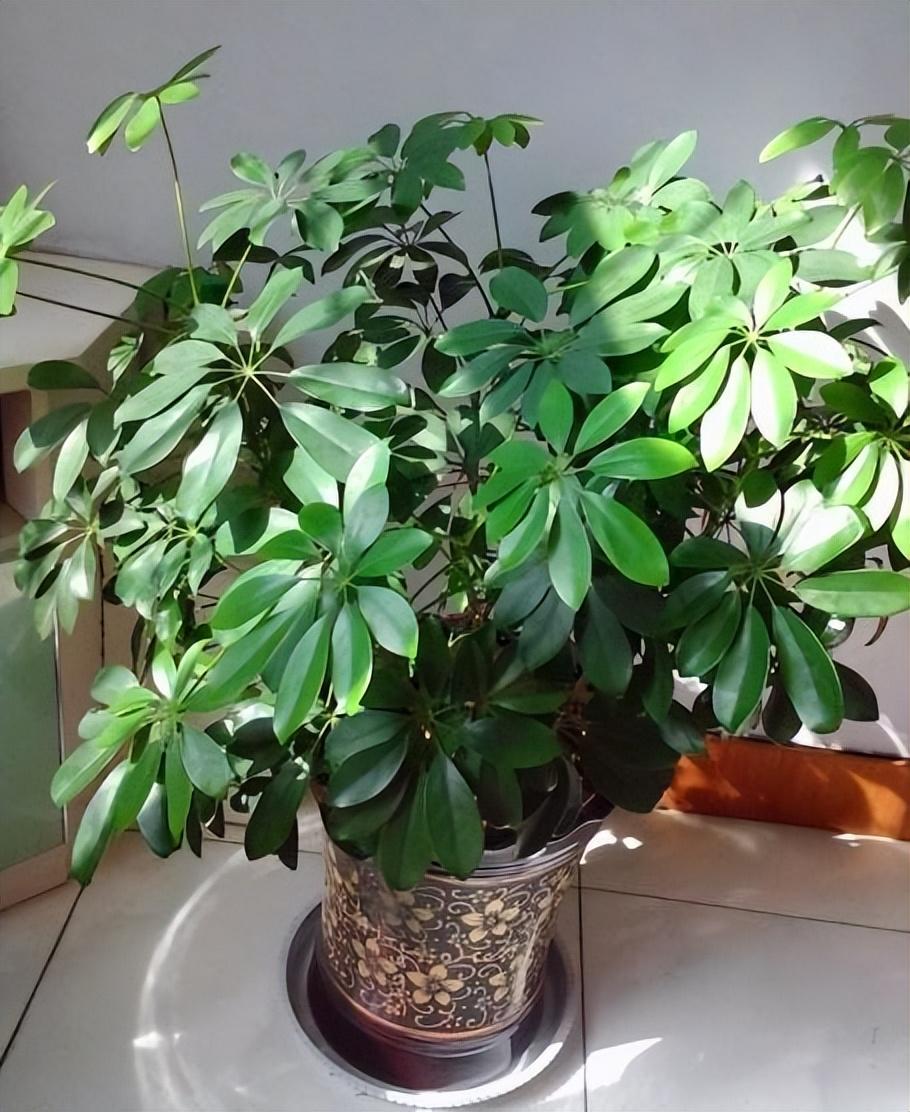 有钱人啥都可以不养,唯独养这4种财运花