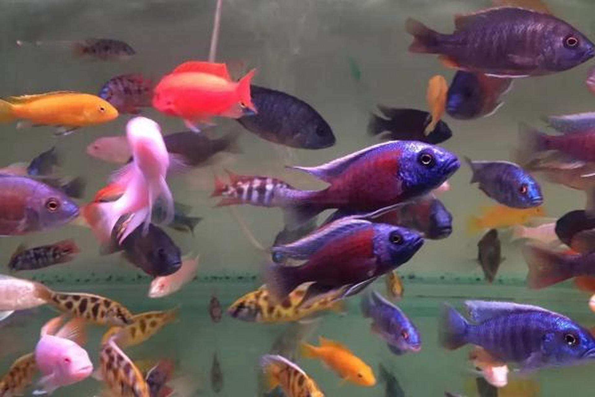 玛丽鱼和灯科鱼可轻松混养!温和性格,绝美搭配.