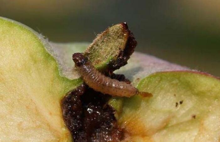 回顾农村常见的"狗婆蛇",为何成"保护动物"?《神农本草经》有答案