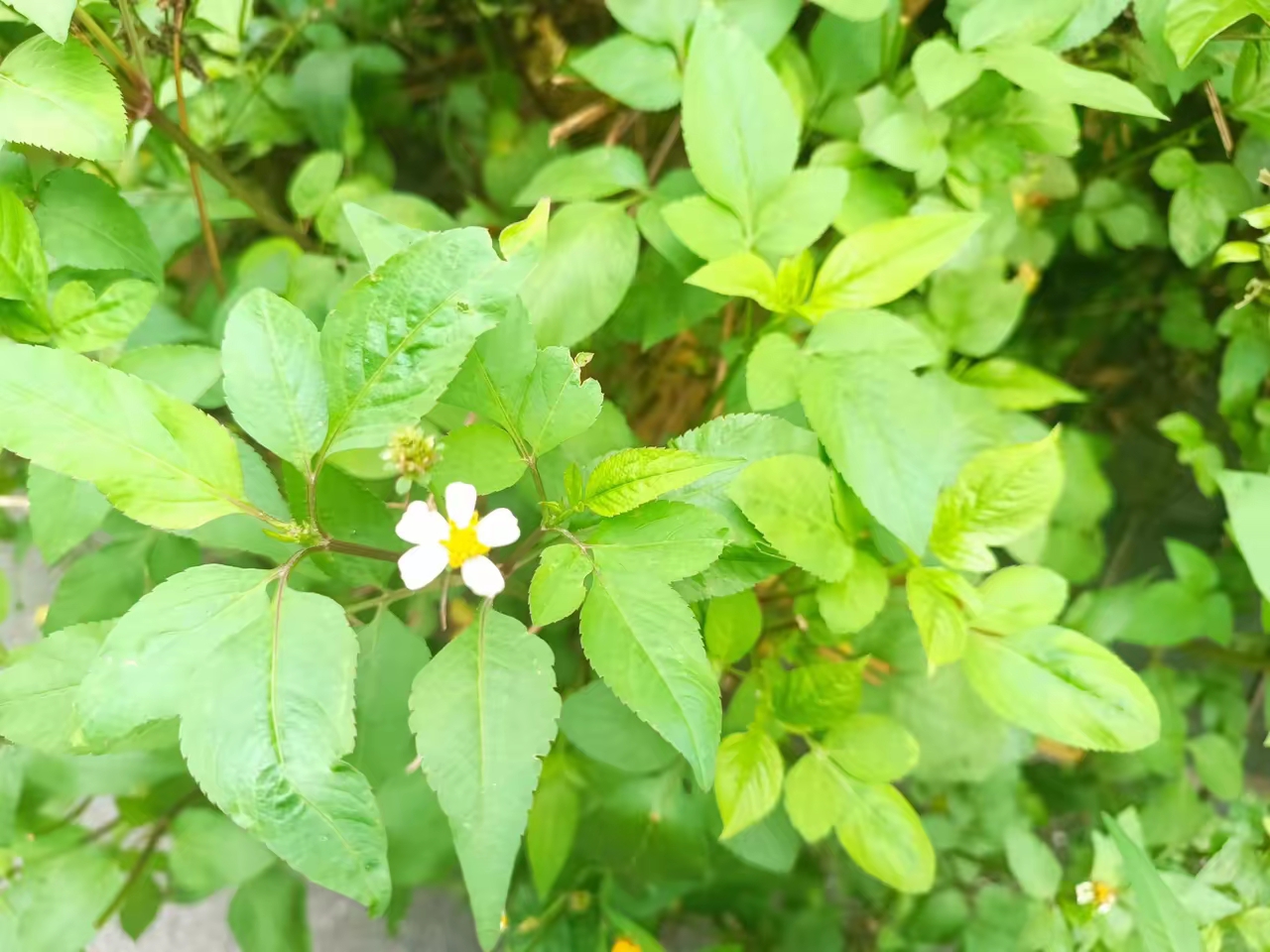 这两天很开心在同事的科普下,认识了一种较常见的草,通过同事介绍,才