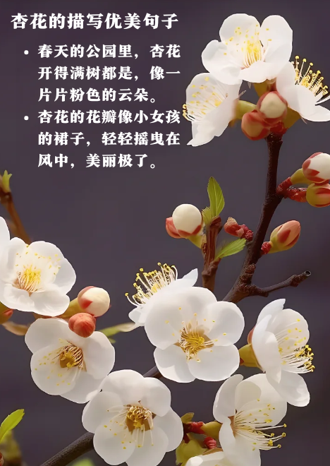 超喜欢,杏花的描写优美句子  我很喜欢杏花,也很想和朋友分享杏花的美