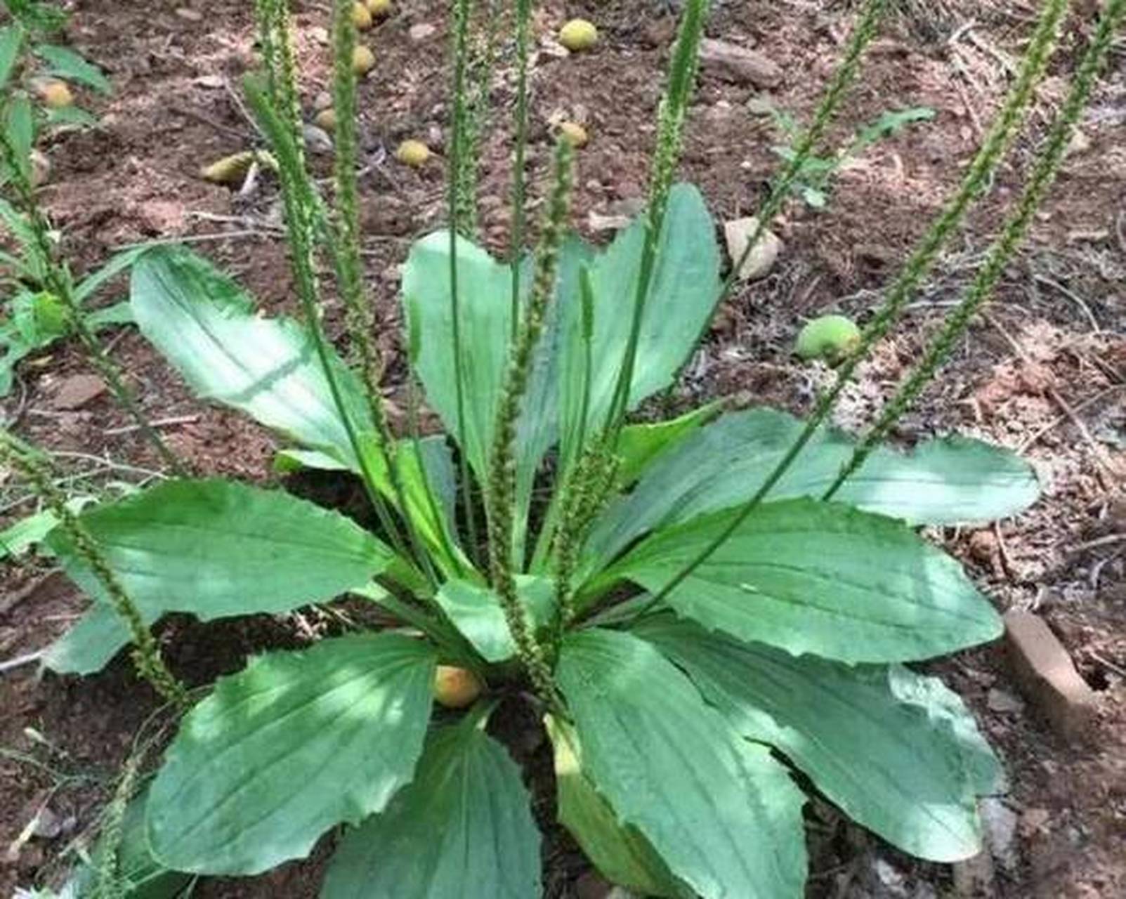 中药车前草与猫须草配伍,利尿排石,降尿酸【参考】      车前草又叫
