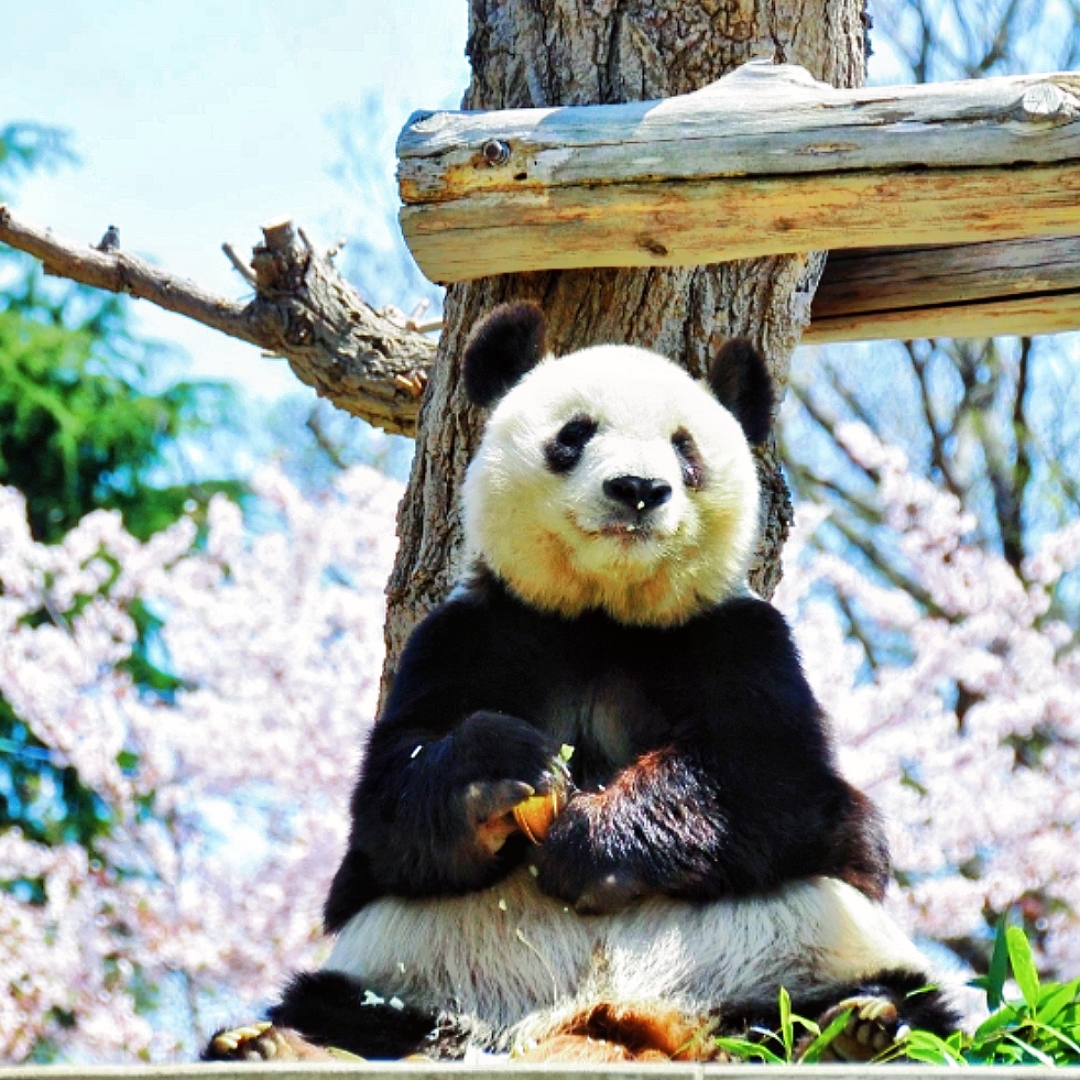 春日解忧杂货店#