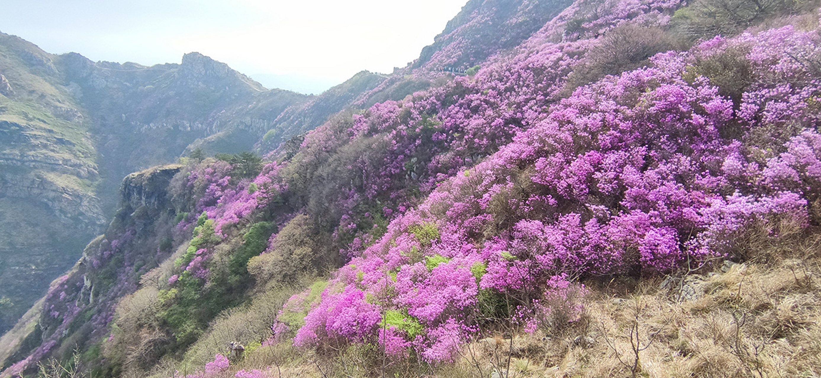 辽宁杜鹃花海图片