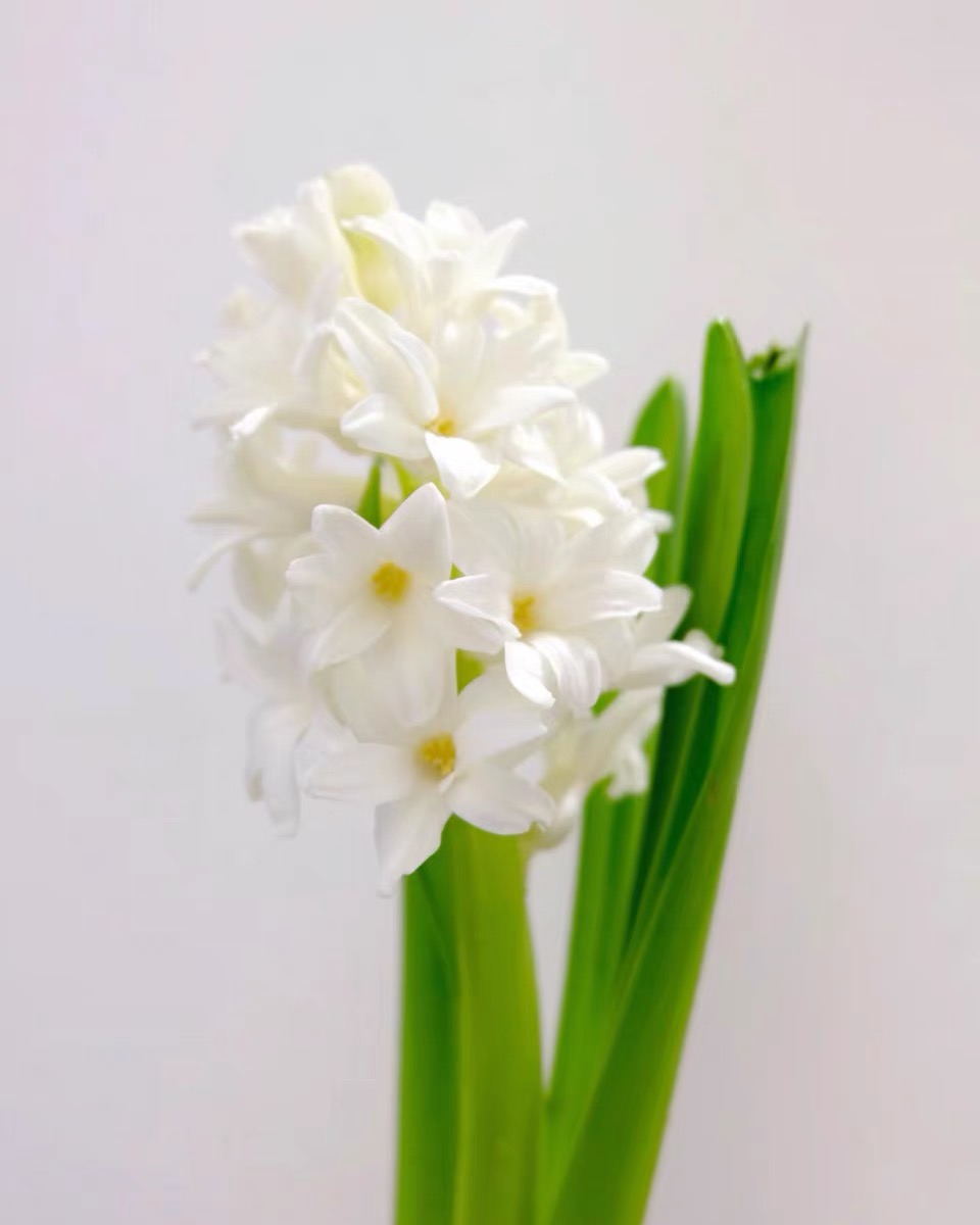 洋水仙的品种及图片风信子花图片根风信子绝美图片风信子有几种颜色