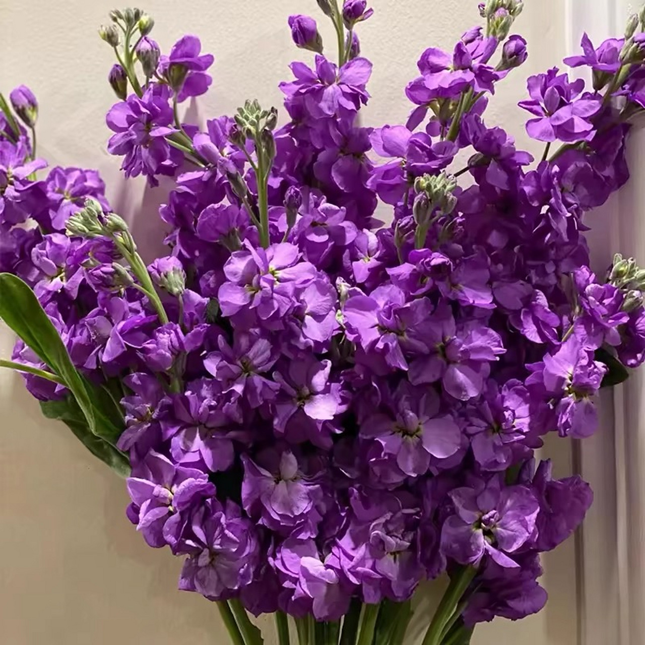 今日识花72:紫罗兰 72别名:四桃克,草桂花,草紫罗兰,富贵花,紫罗