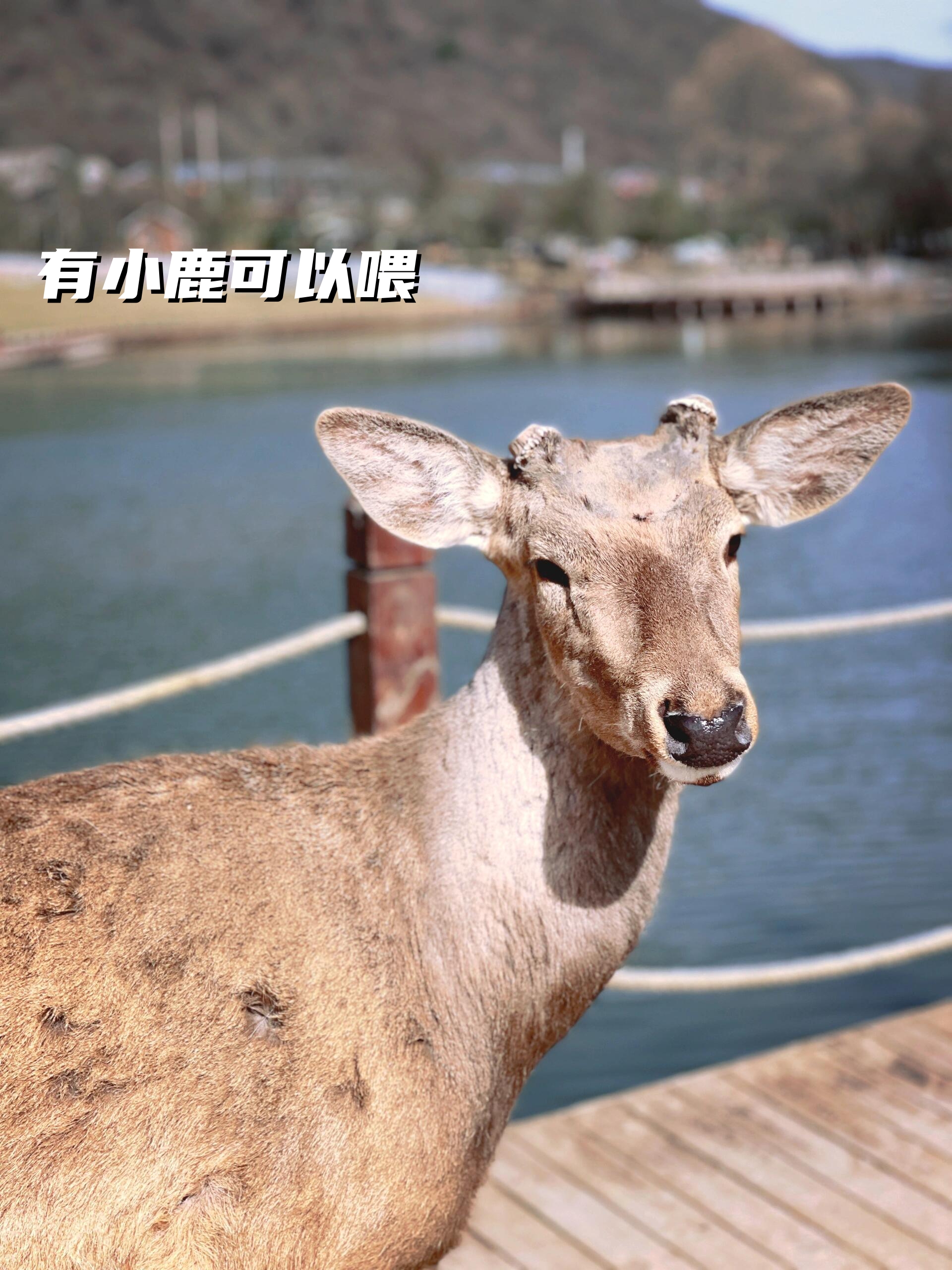 来旬邑县和小鹿亲密接触吧