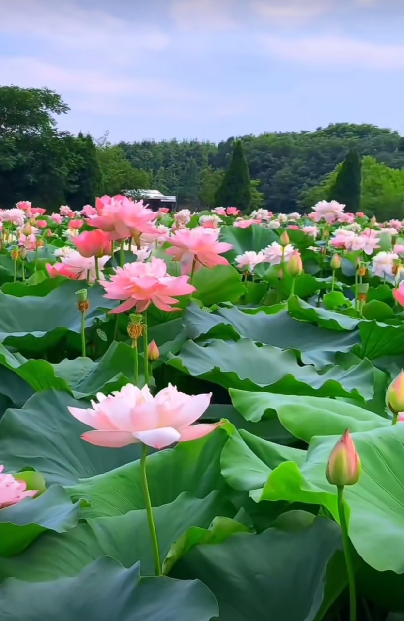 夏日荷塘,赏花净心的好去处. #摄影爱好者联盟# #优质作者榜
