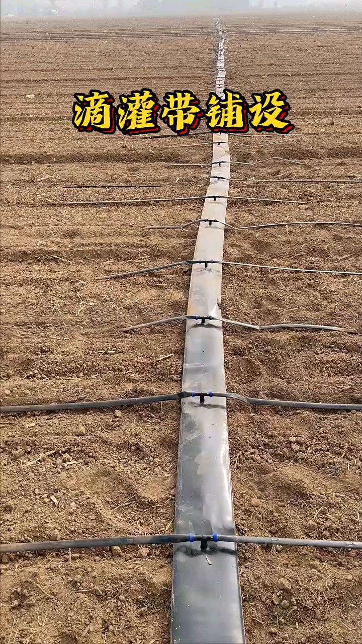 滴灌带安装需要几部完成,都要注意哪些问题.