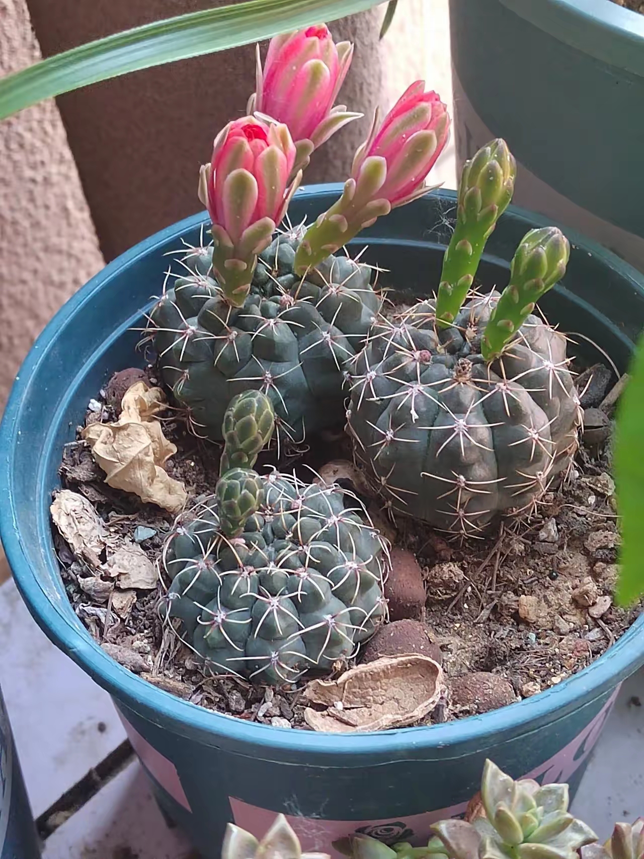 绯花玉终于开花了. 三个球三个色哈!