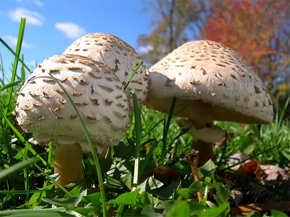 美图分享,一组漂亮的蘑菇图片
