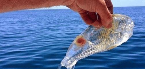 世界上有种会"隐身"的鱼,身体透明似果冻,专家:抓到最好放生