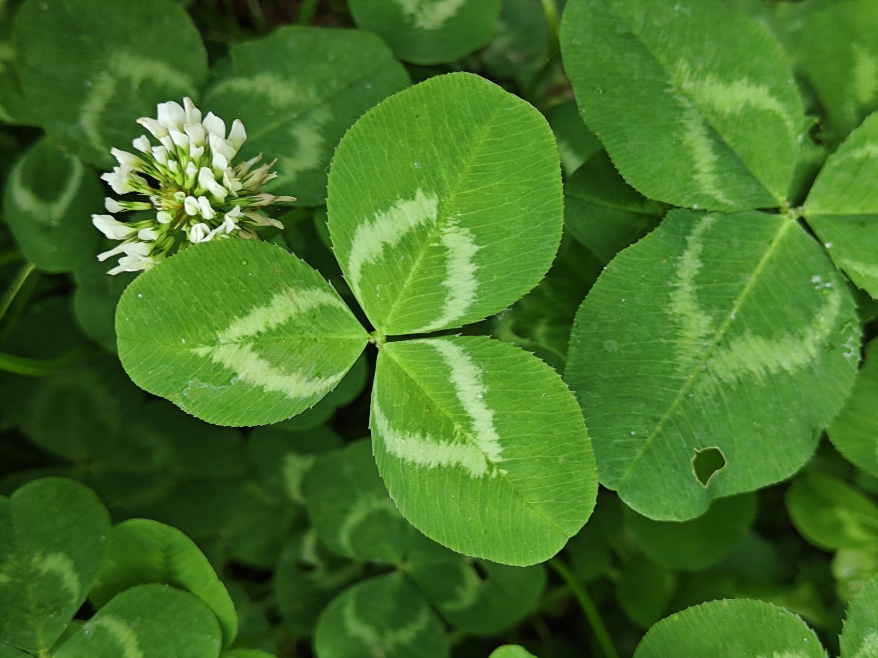 白花三叶草花语复仇图片