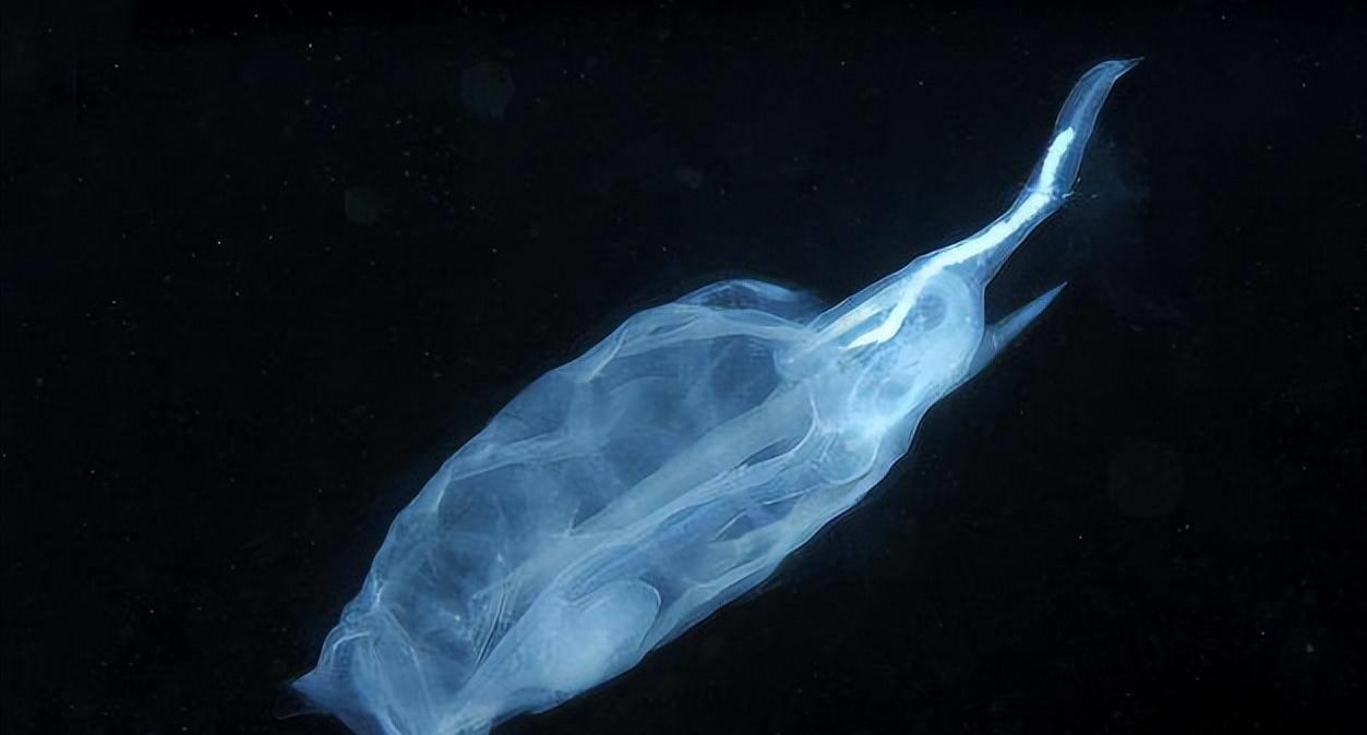 世界上有种会"隐身"的鱼,身体透明似果冻,专家:抓到最好放生