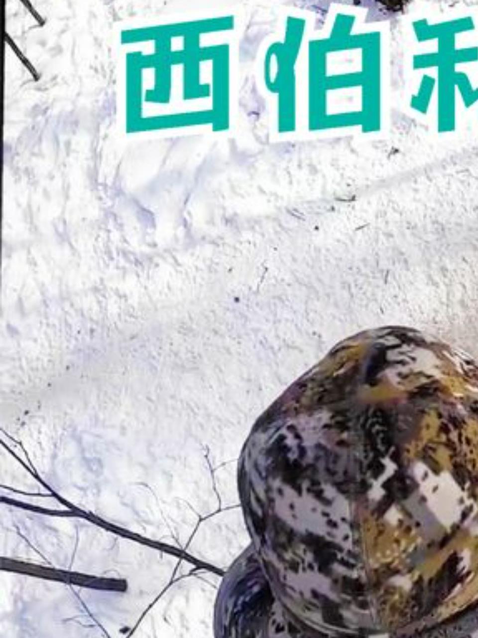 西伯利亚丛林猎猪记:长矛一击,野猪陨命!