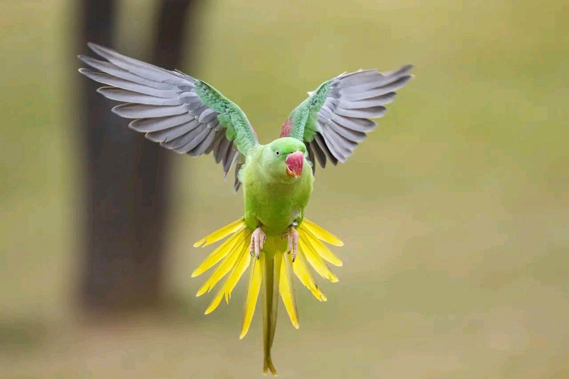 万物有灵 | 亚历山大鹦鹉 亚历山大鹦鹉(拉丁学名:psittacula eu