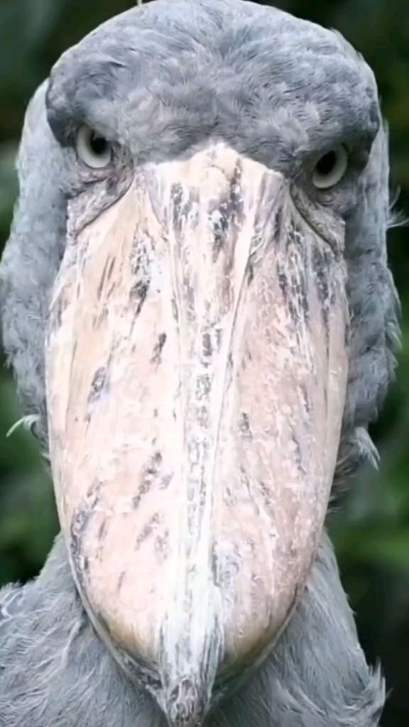 鸟中哈士奇鲸头鹳