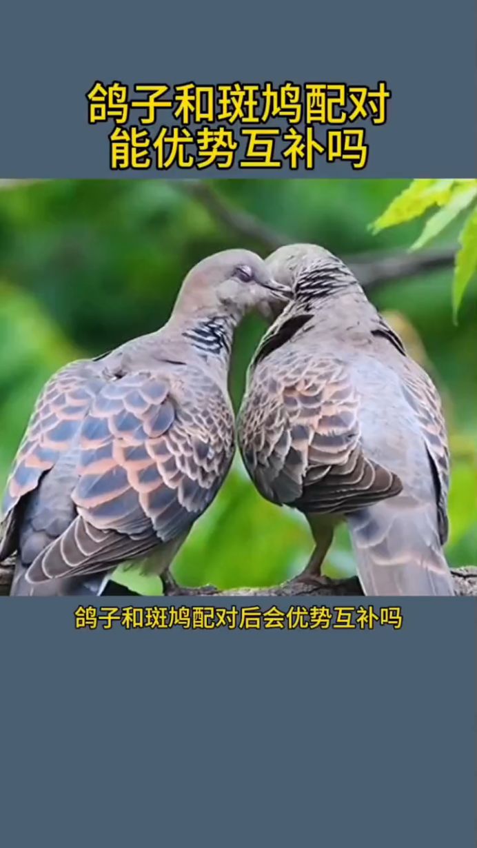 鸽子和斑鸠配对能优势互补吗