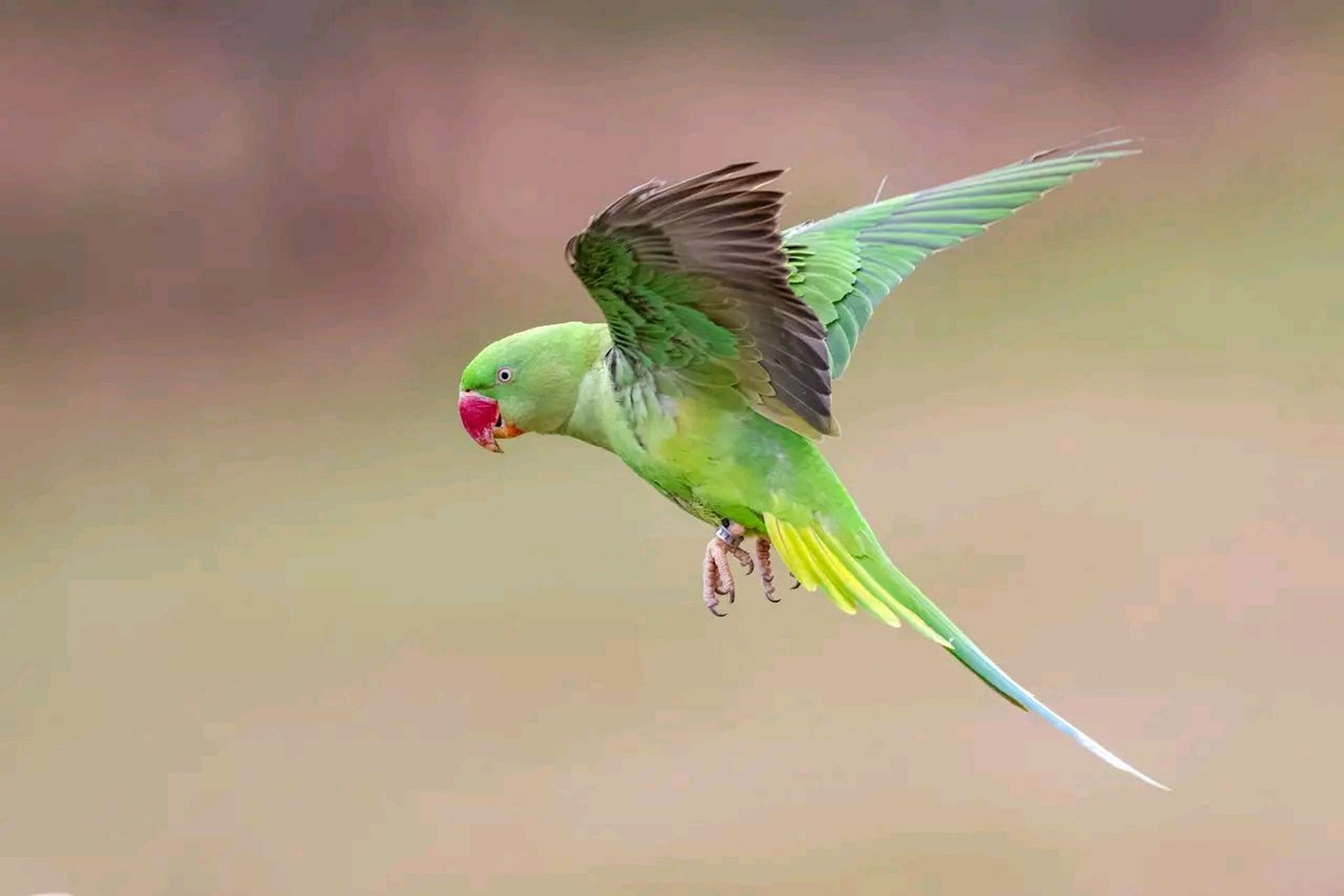 万物有灵 | 亚历山大鹦鹉 亚历山大鹦鹉(拉丁学名:psittacula eu