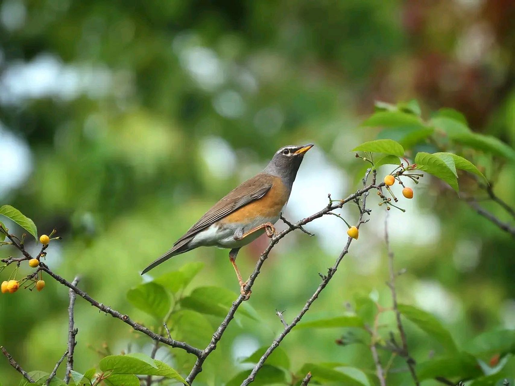 白眉鸫雄鸟额,头顶,枕,后颈灰褐色,头顶略沾橄榄褐色,其余上体,包括肩