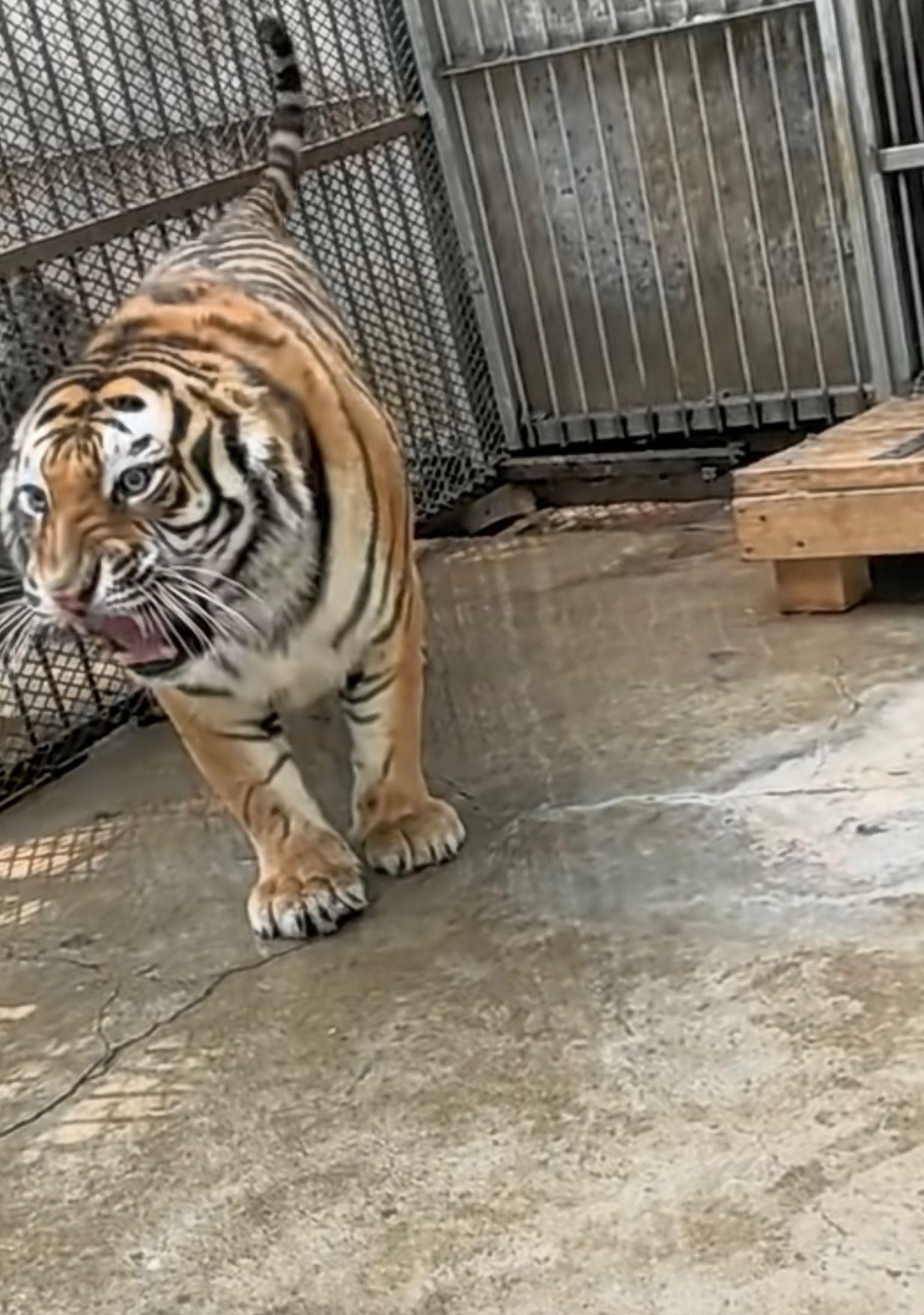 去动物园看老虎,老虎高大威猛,有些小朋友会害怕,因为看样子老虎很凶