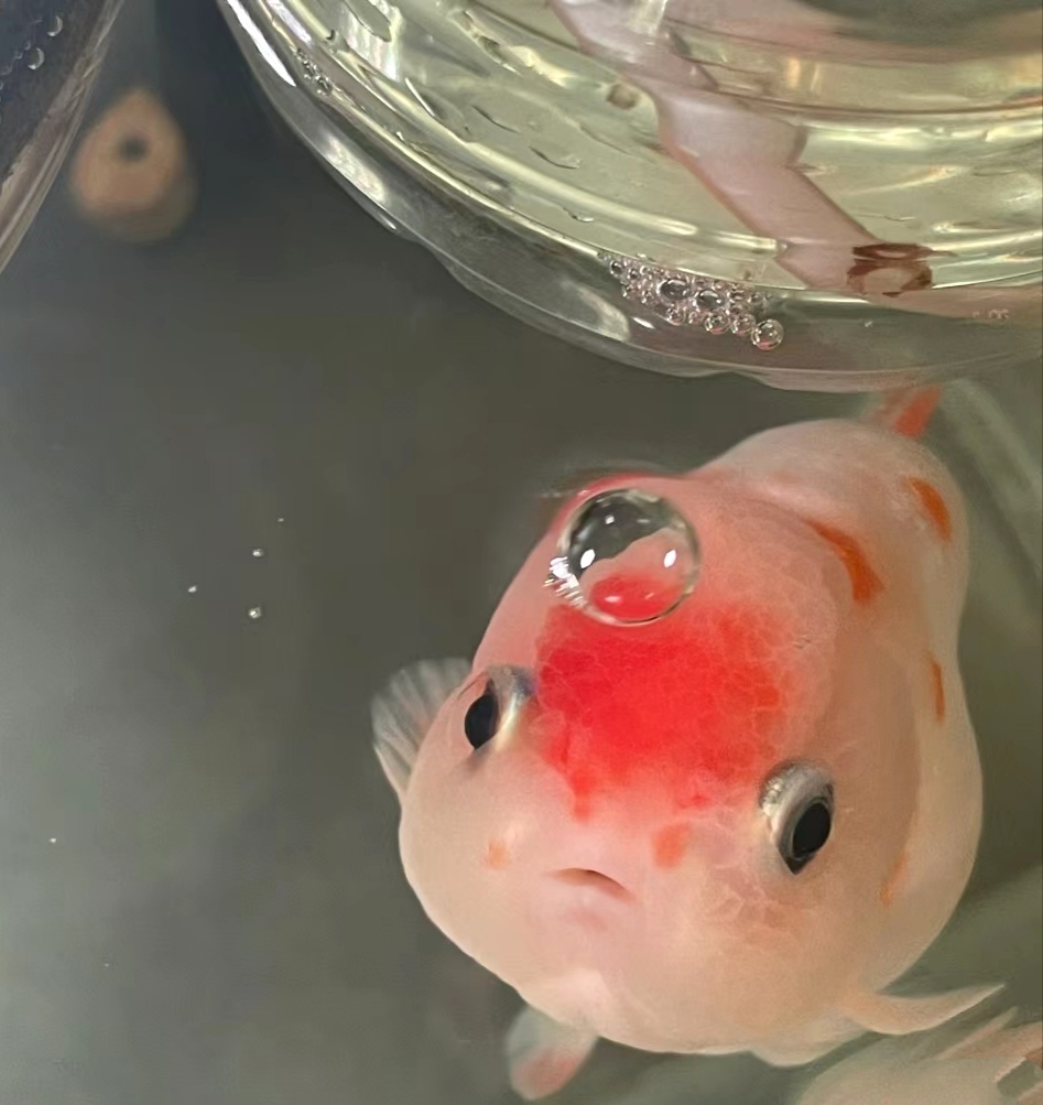 拥有一条可爱的鱼鱼真的很治愈呀,每次不开心了就看看小胖,累了就回家