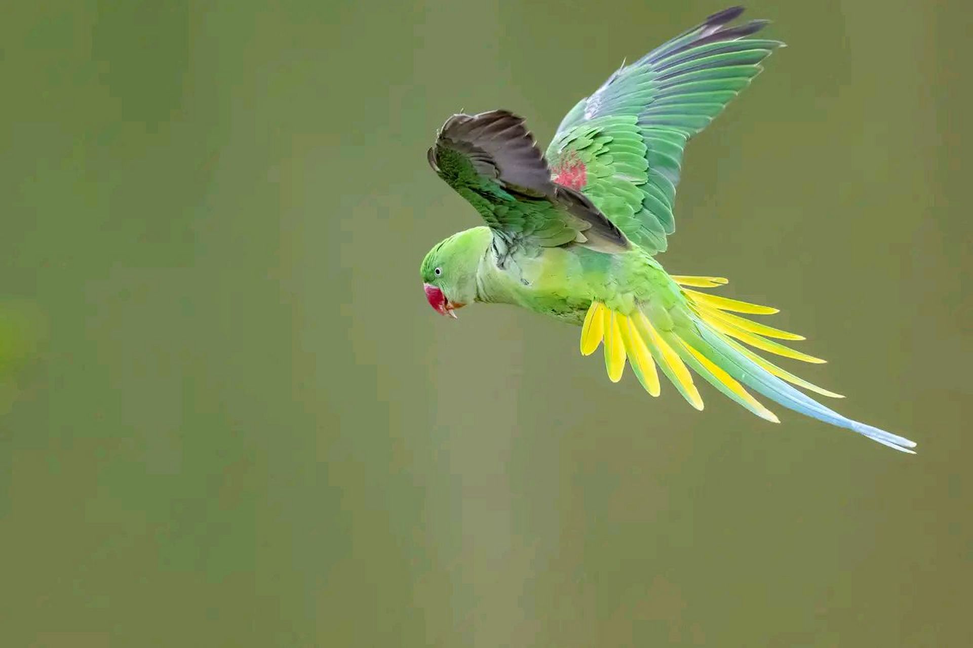 万物有灵 | 亚历山大鹦鹉 亚历山大鹦鹉(拉丁学名:psittacula eu