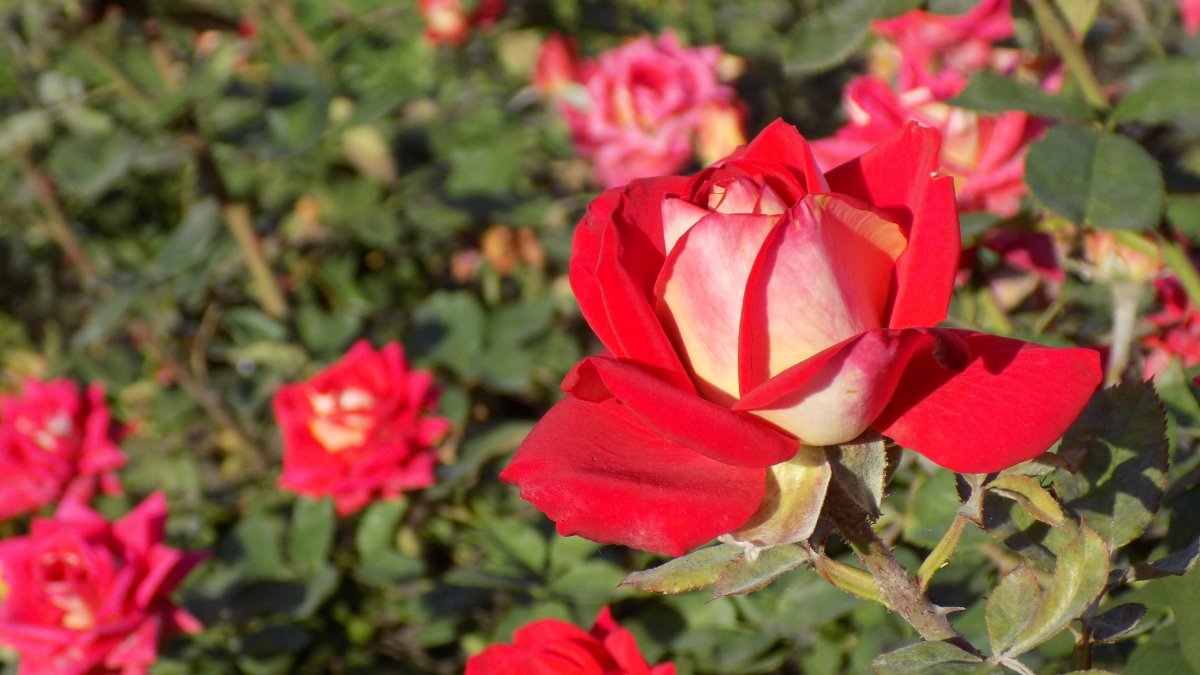 玫瑰花的生长环境和特点