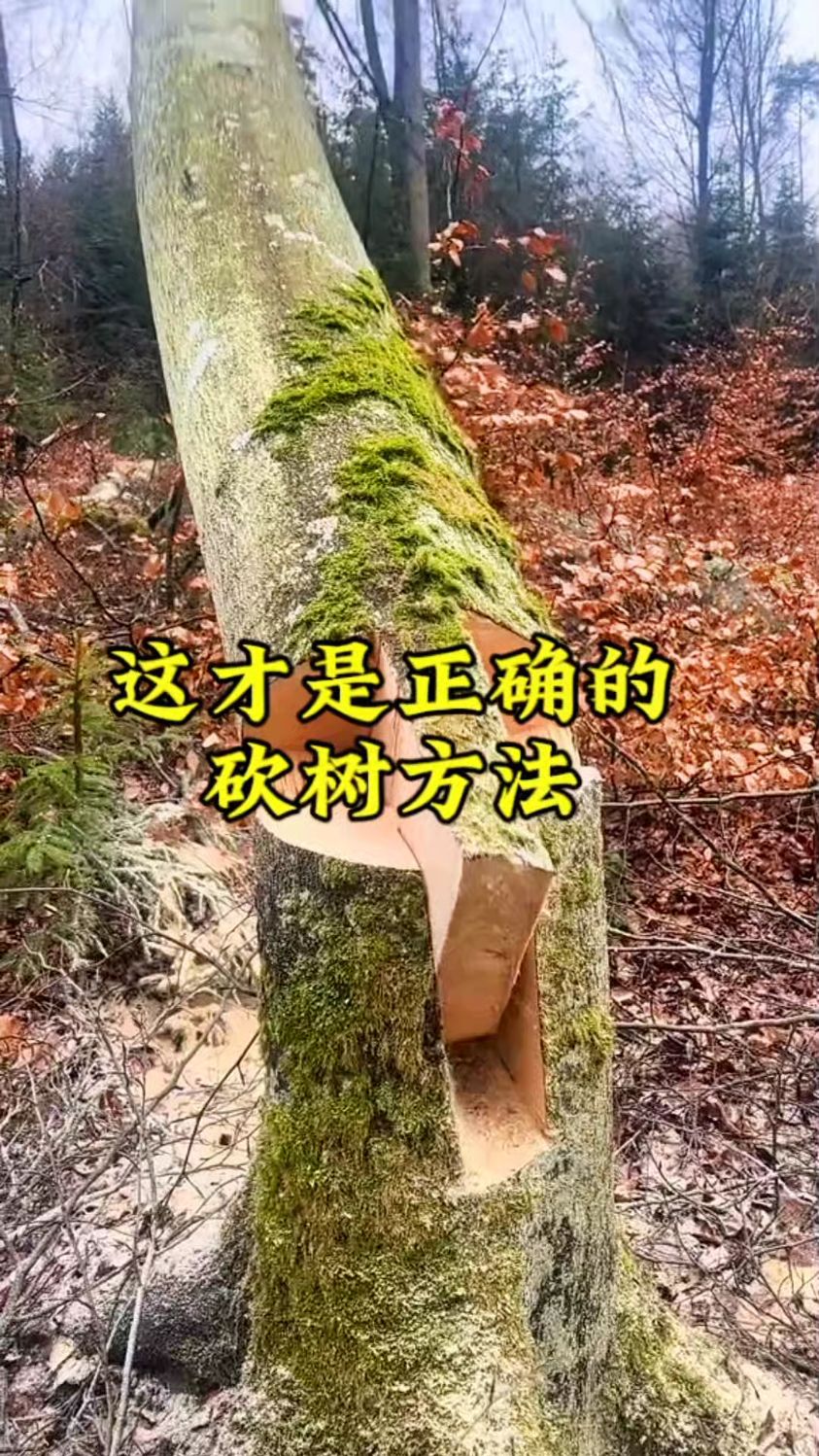 这才是正确的砍树方法#砍树 #伐木工 #正确方法