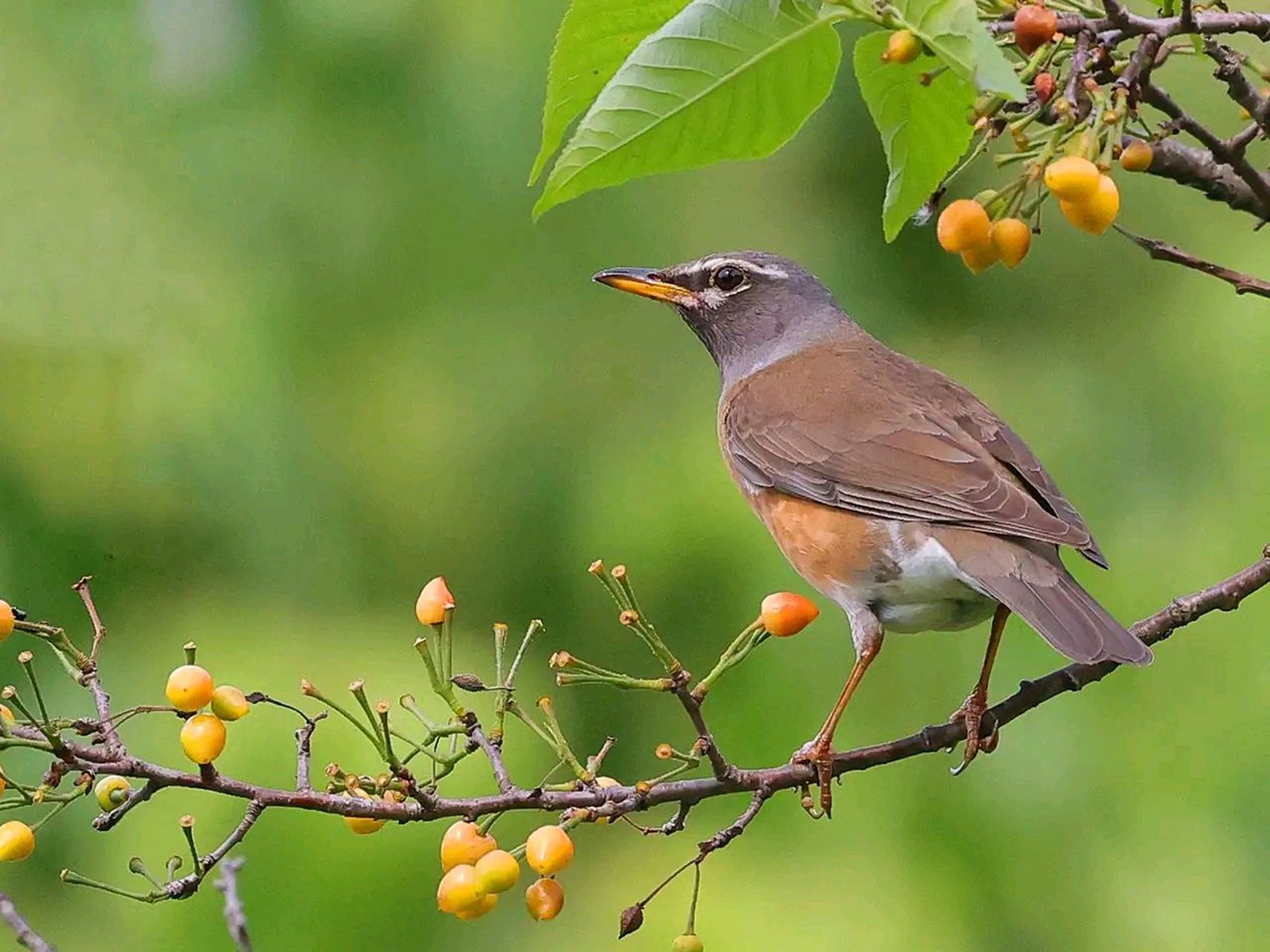 白眉鸫雄鸟额,头顶,枕,后颈灰褐色,头顶略沾橄榄褐色,其余上体,包括肩