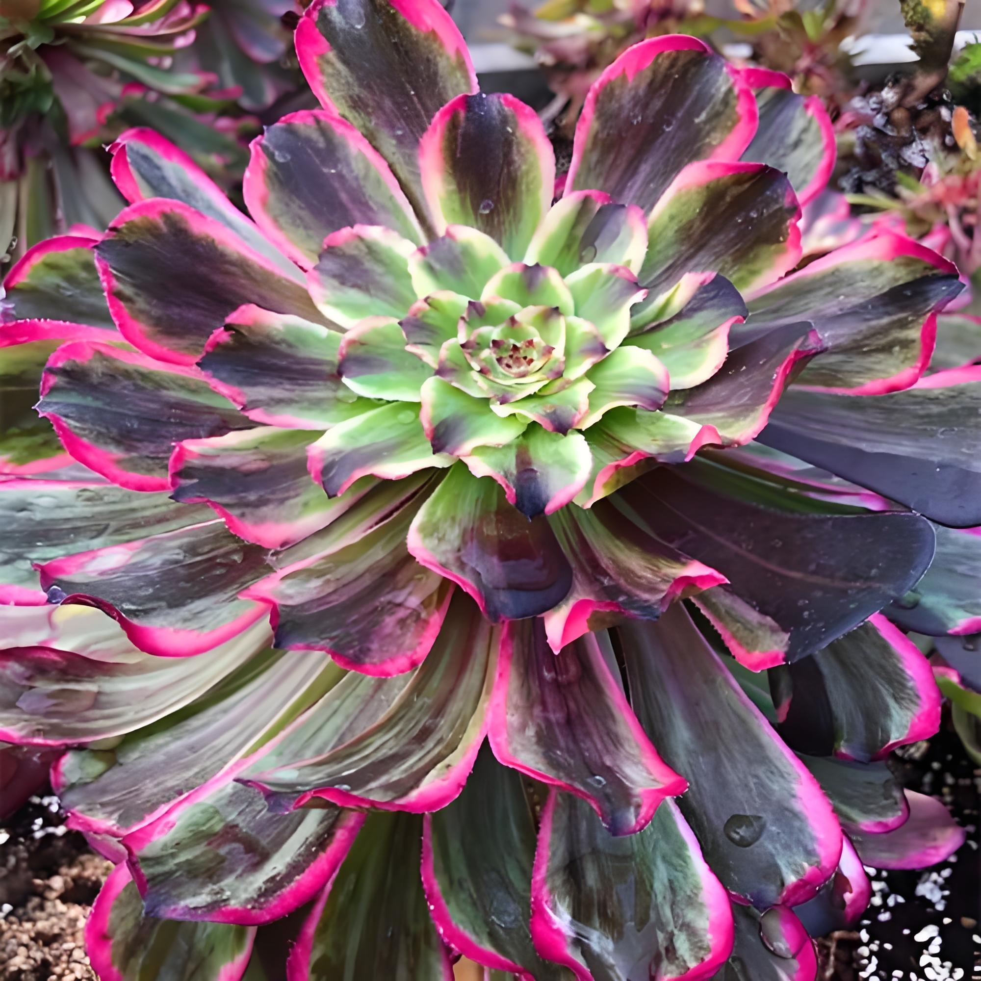 看看这些多肉墨法师,你的心情还会差吗!#动态连更挑战