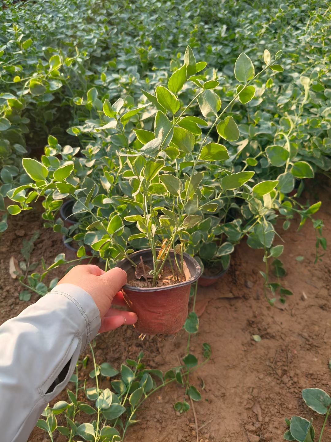 它是一种属于夹竹桃科蔓长春花属的多年生常绿草本植物,矮生,枝条蔓性