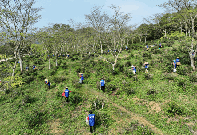 罗定四月最美丰收季#动态连更挑战#