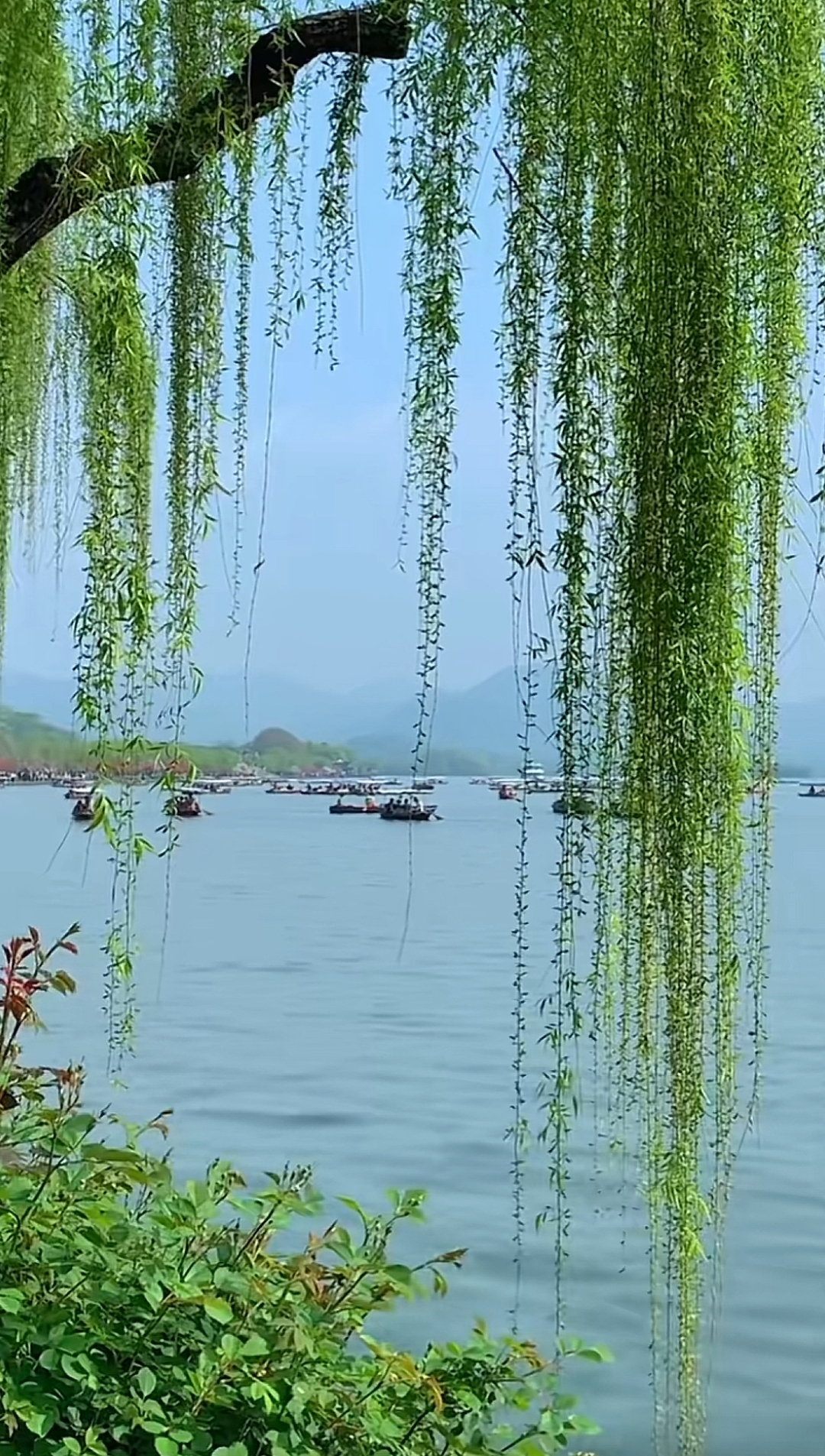 湖水波光粼粼,岸边垂柳依依[庆祝][庆祝] 西湖之美,让人沉醉[围脖]