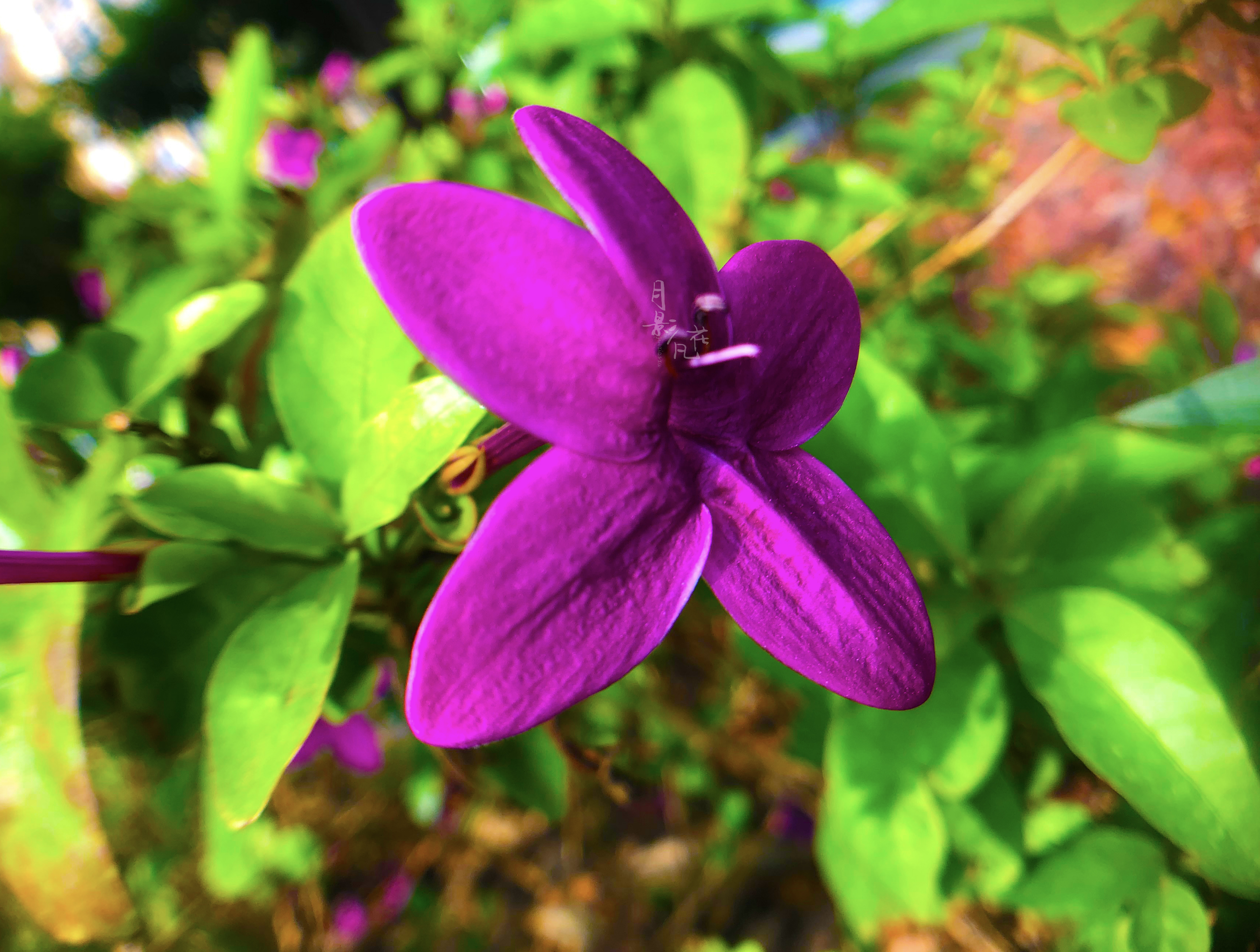 宛若空中紫色的云朵, 好似天边灿烂的云霞, 那是绚丽的紫云杜鹃花, 一