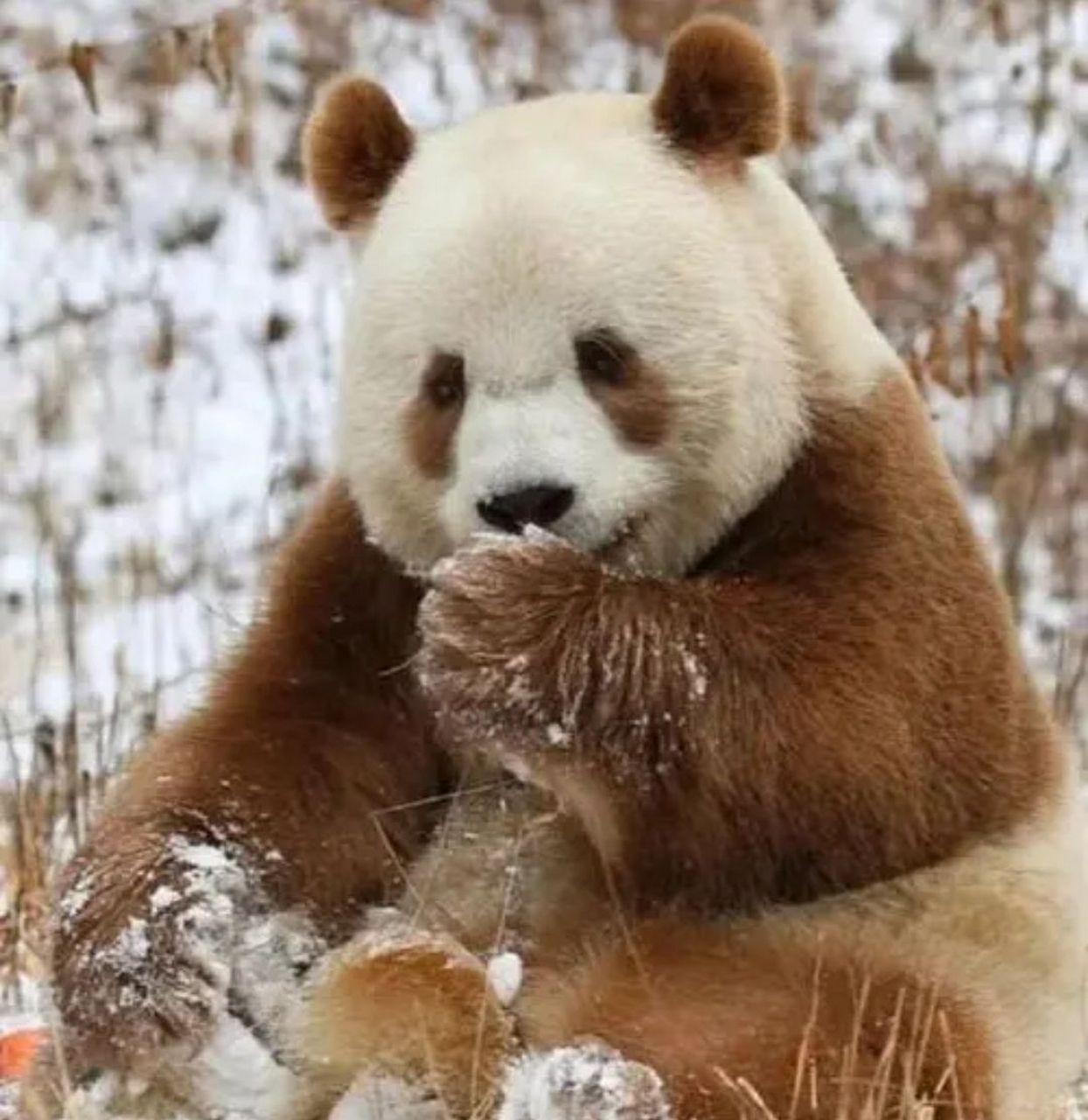 近日,在陕西长青国家级自然保护区,工作人员整理2024年春季大熊猫及