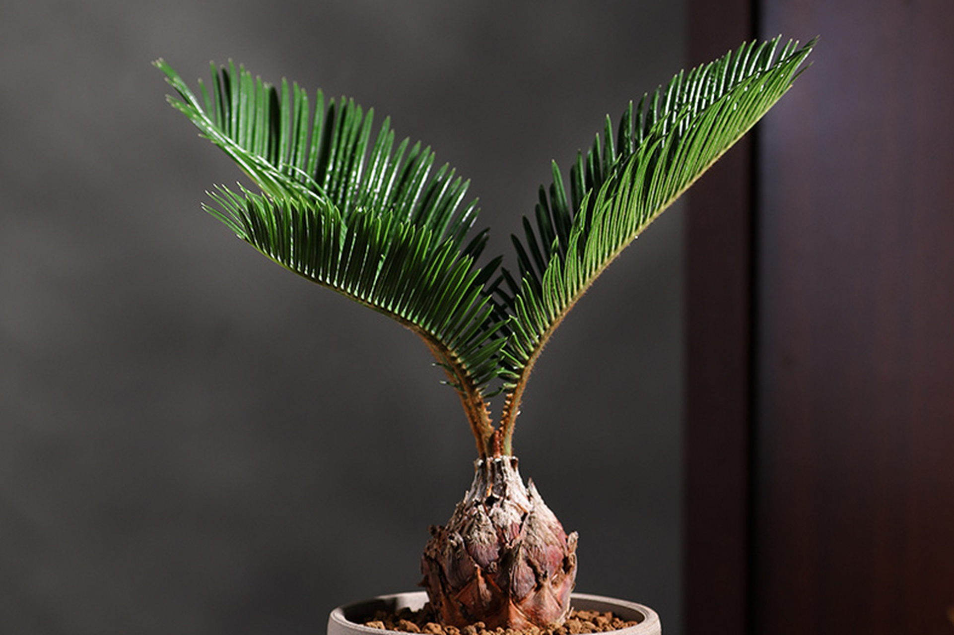 [原文:铁树四季常青,羽叶光亮,.