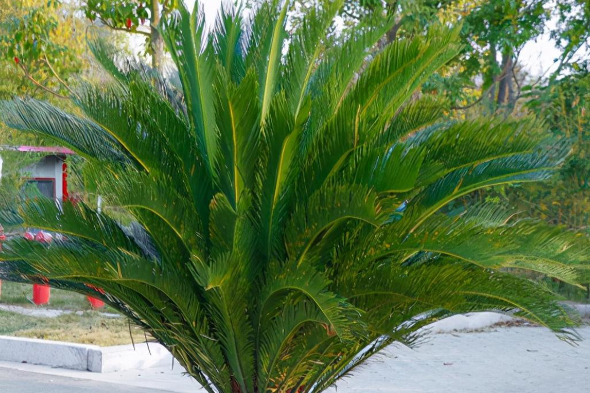 [原文:铁树四季常青,羽叶光亮,.