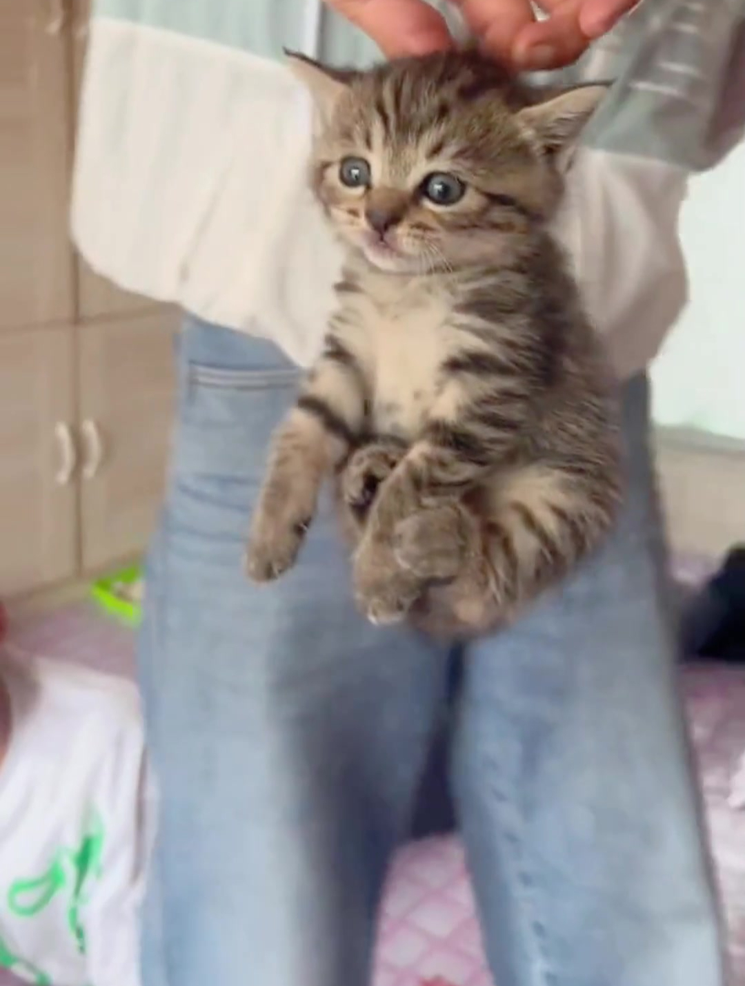主人拎着自己的"挂件"小猫,小猫咪:仿佛被命运掐住了后脖颈