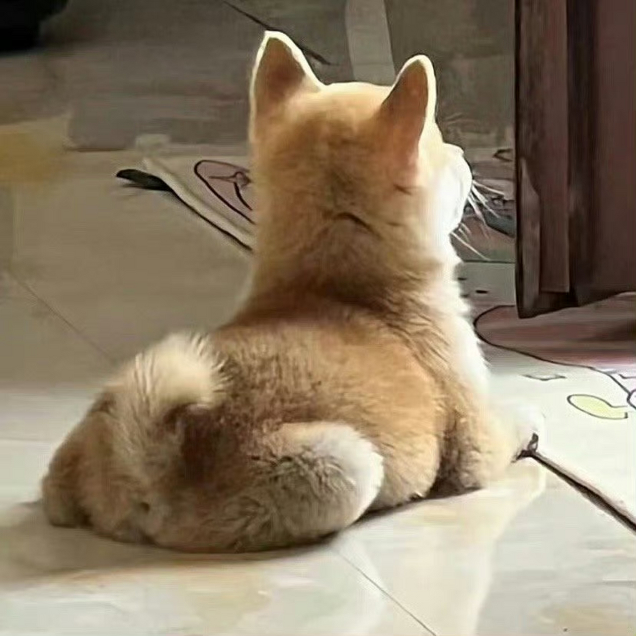 好可爱的狗狗背影