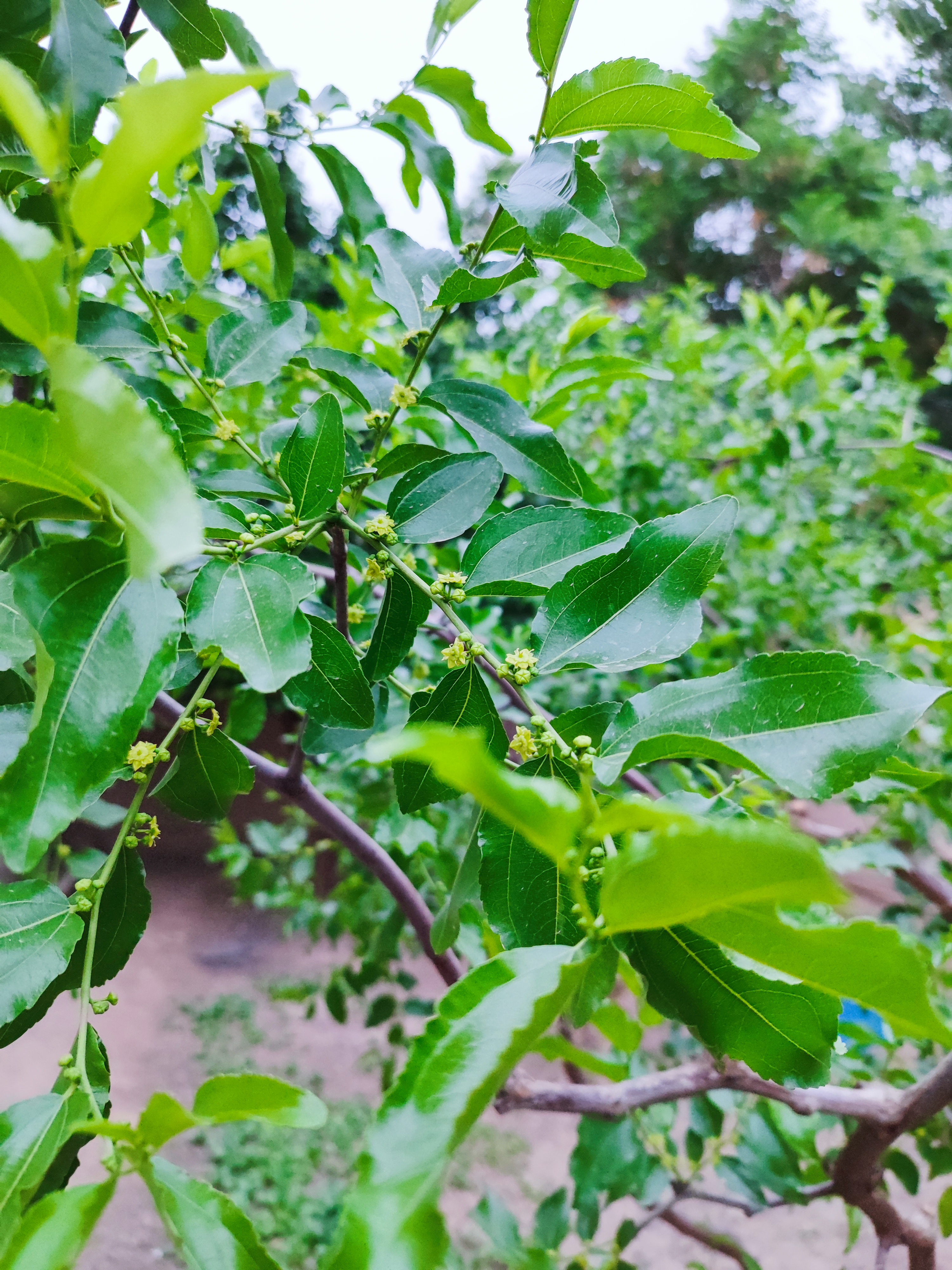 枣树几月份开花图片