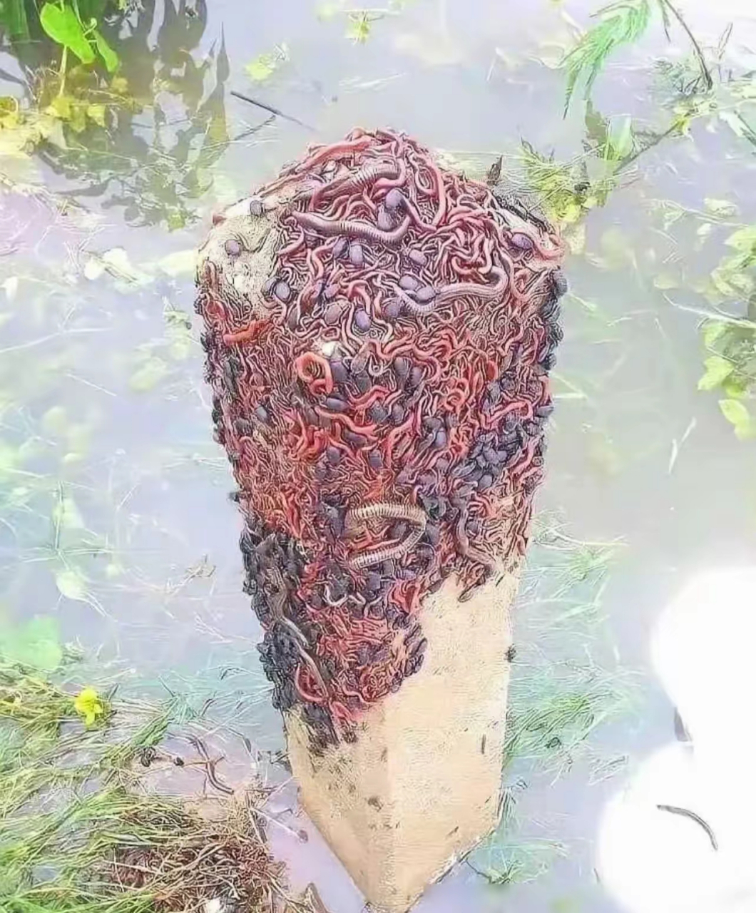 这是虫子开会,还是石雕啊,密集恐惧症犯了,太吓人了 #一起和你看世界