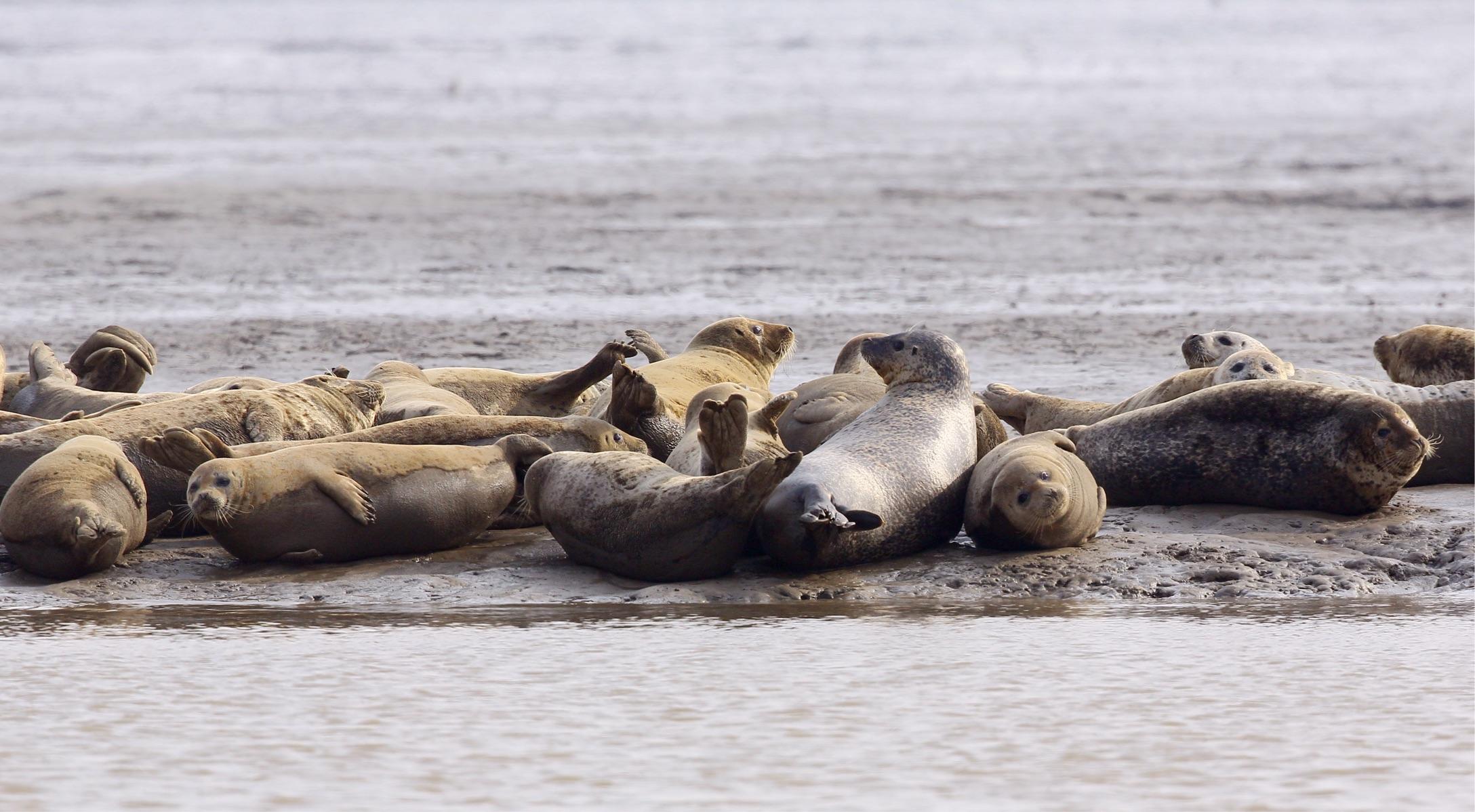 09年辽宁渔民捡到一只"白毛海豹",养几天才知:这是牢底坐穿兽