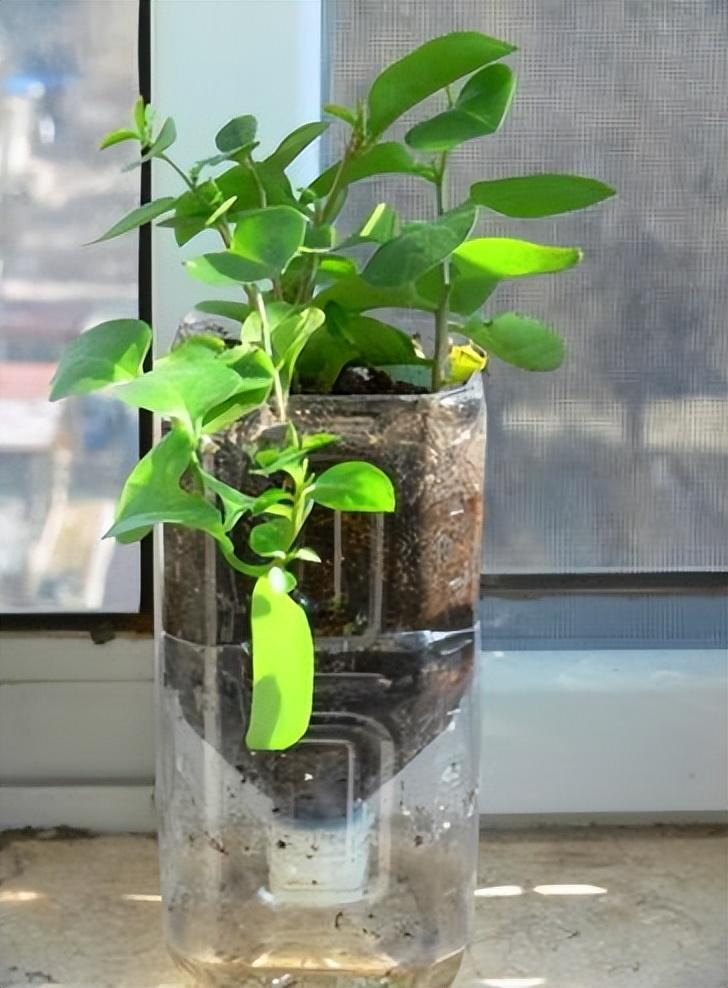 塑料瓶别丢掉了,用来养花最合适,养啥花都"旺",赶紧试一试