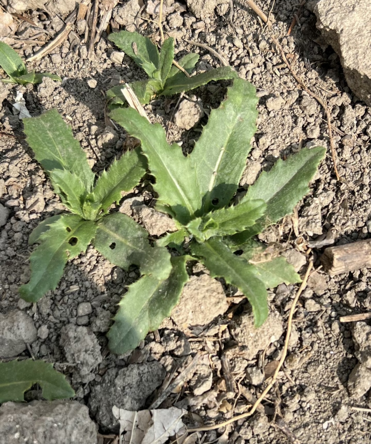 假日逛吃指南每逢周末我最喜欢带上小孩子回乡下挖野菜的同时也