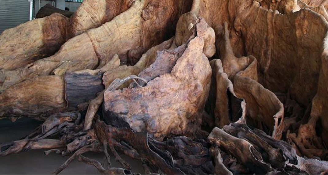 2014年,男子用1万块钱买树根做根雕,一年后有人出价千万都不卖