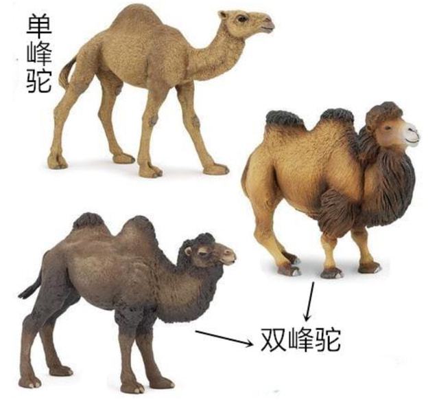 回顾:5吨的大象都能被吃,为何骆驼却几乎没有天敌没食肉动物吃它?