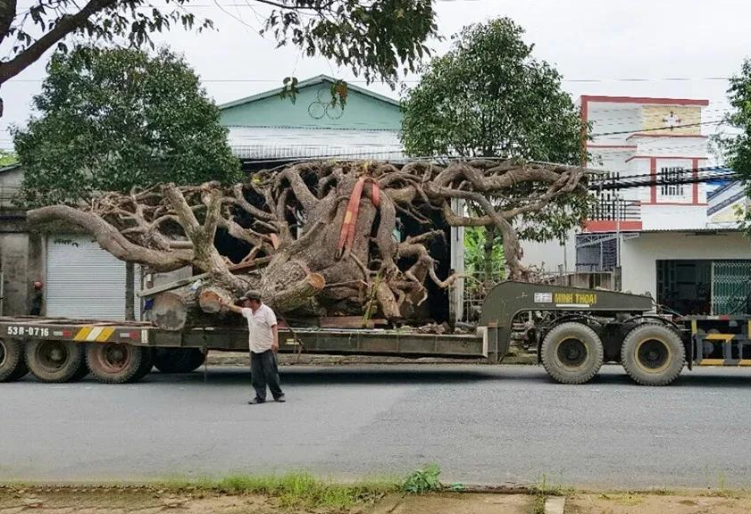 大量收购树根老板图片