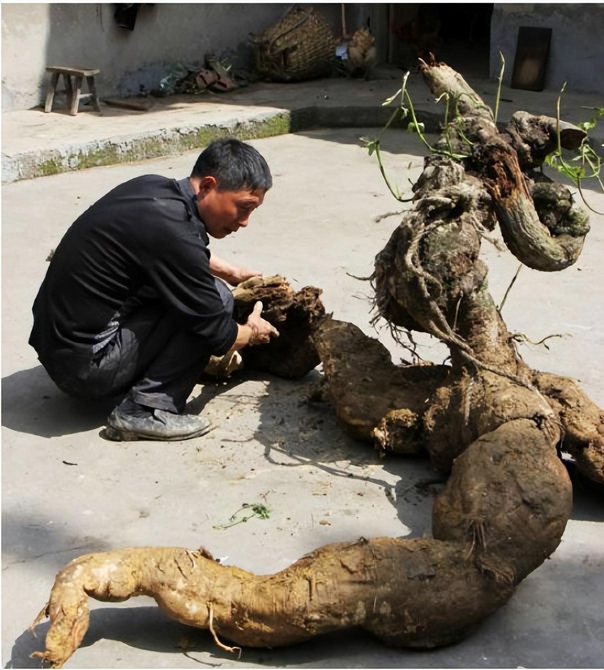 山胡子根图片